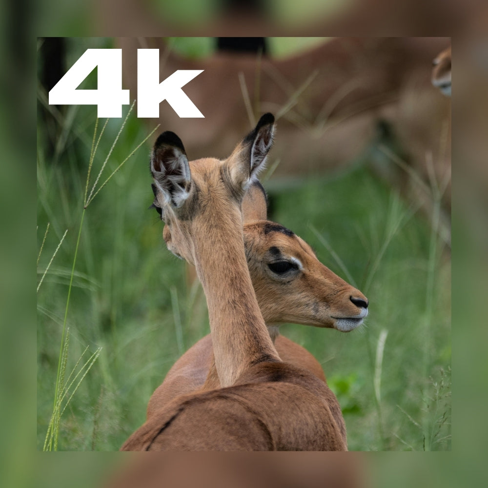 Caméra de chasse connectée avec alerte