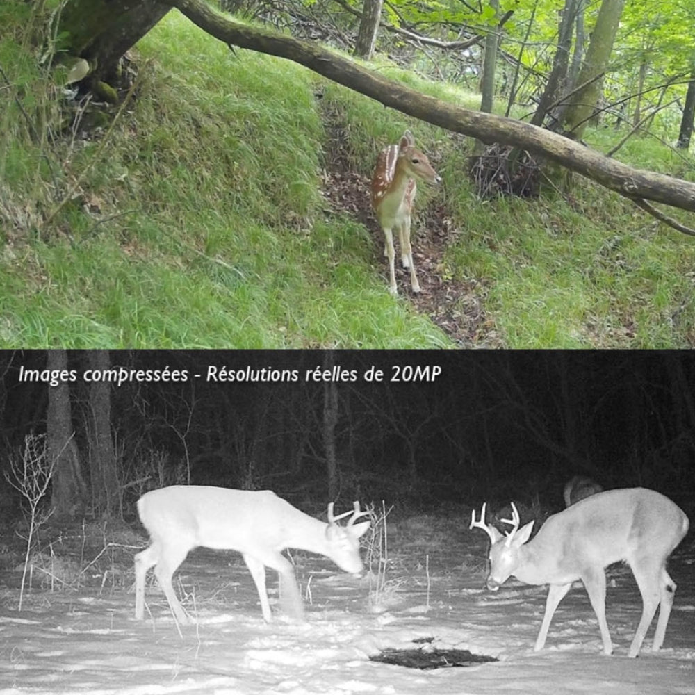Caméra de chasse connectée avec alerte